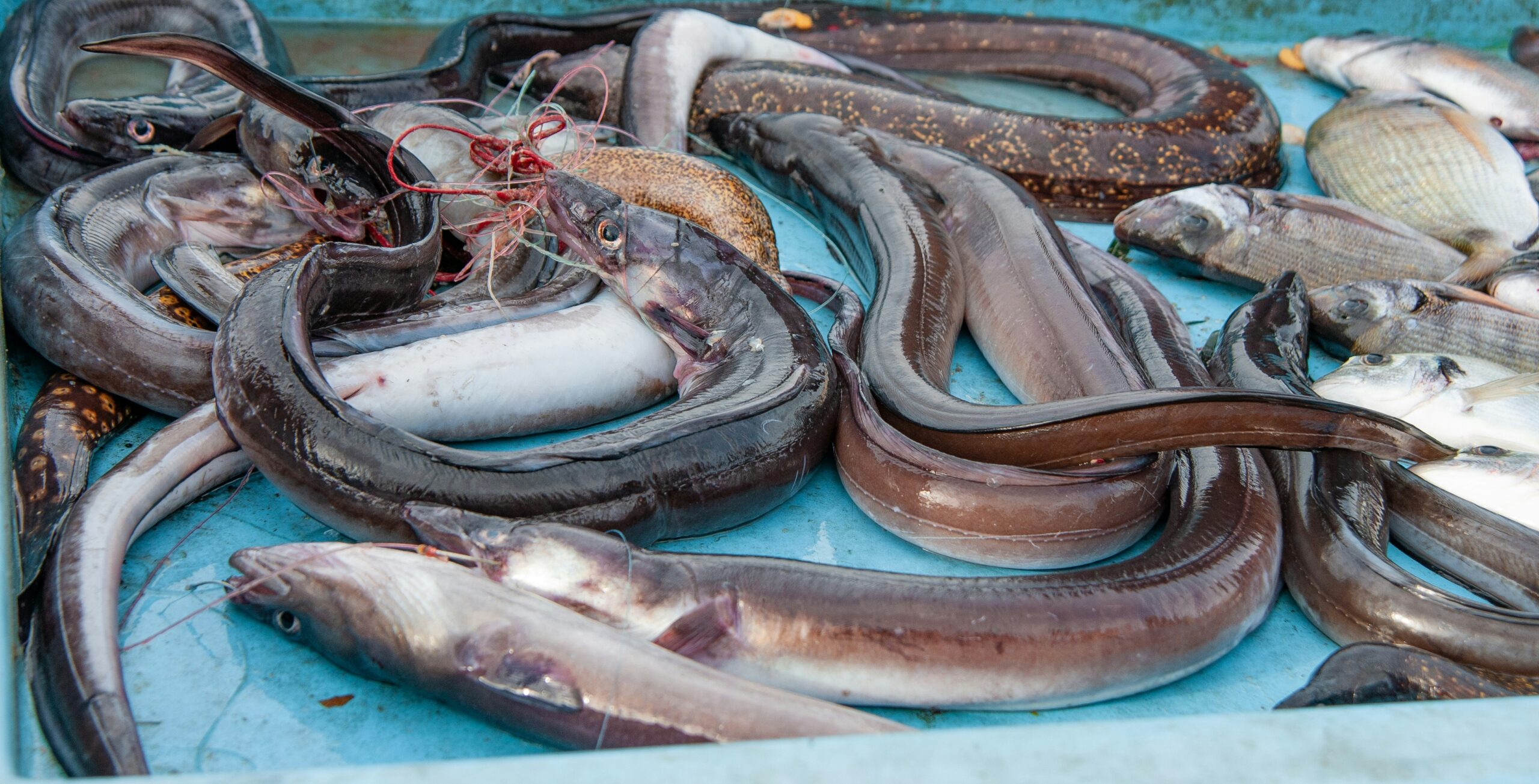 Eels that have been fished slithering over each other.